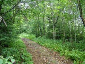 Florida before turbines